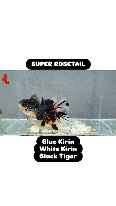 UNTUK VIDEO LEBIH LANJUT CEK IG STORY @segar.alam.farm #segaralamfarm #goldfish #goldfishfarm