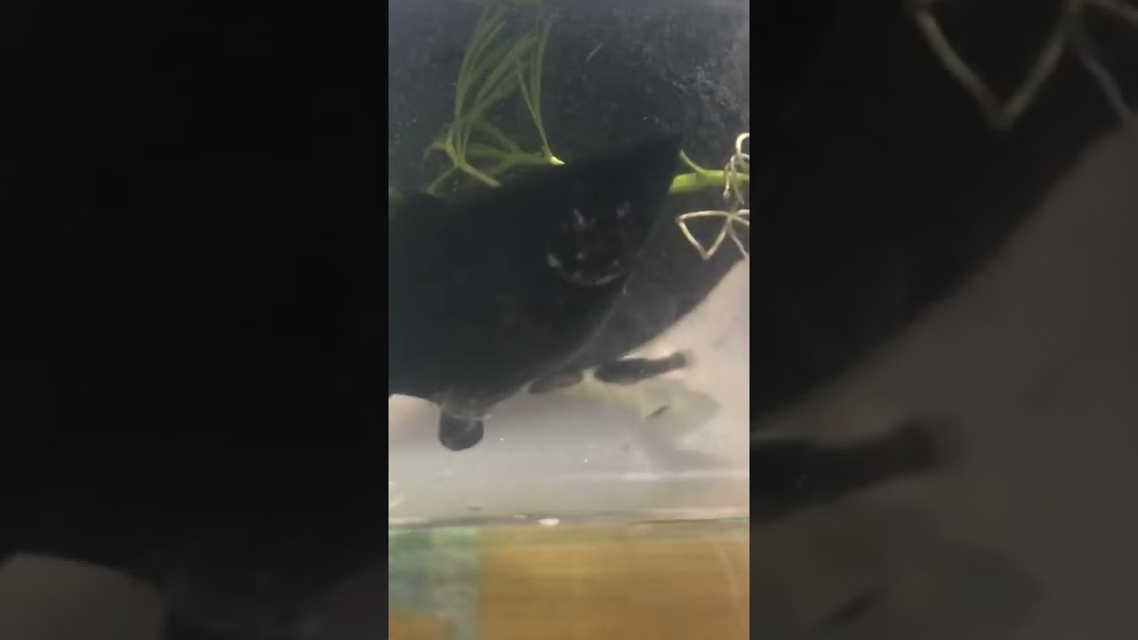 我家黑球生寶寶了，生了20隻，但因為生太慢死了5隻