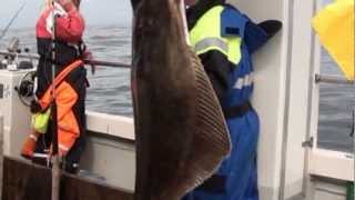 Палтус 60 кг - Halibut 60 kg