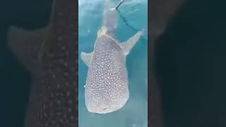 Whale Shark With Net Stuck On It Asks Fishermen For Help