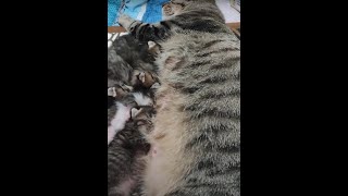 엄마 고양이와 아기 고양이들