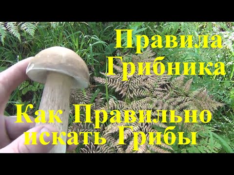 Правила грибника Как Правильно искать Грибы гриб в лесу Охота Рыбалка Выживание Поход Бушкрафт Тайга
