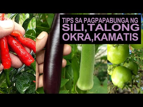 Video: Nagtatanim Kami Ng Mga Eggplants Nang Walang Pagkakamali