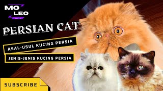 Ternyata ini SEJARAH KUCING PERSIA #persiancat #kucinggendut