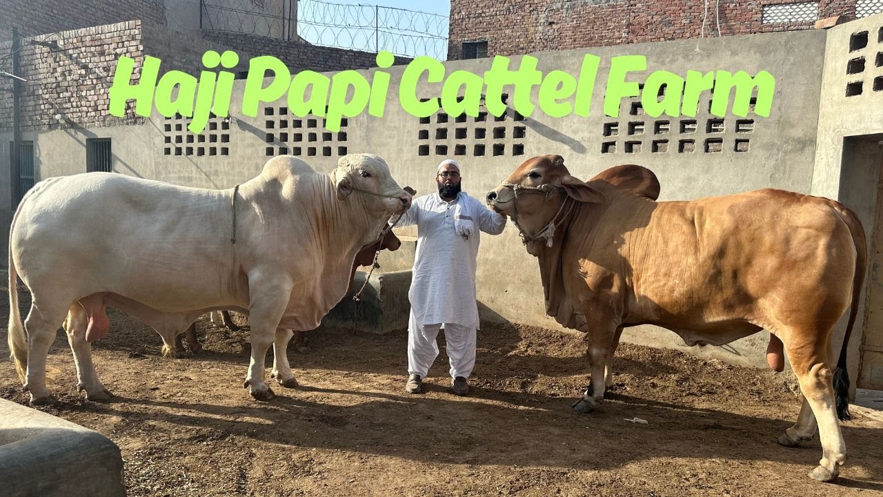 Haji Papi Cattle Farm Multan Heavy Bachry Or Bachriyan. @SSTvs - YouTube