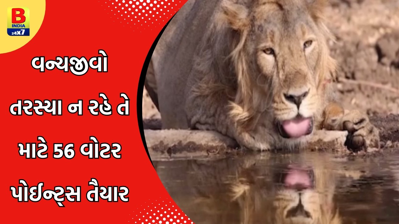 ભરઉનાળે ગિરનારના પશુ-પક્ષીઓને જલસા! 56 વોટર પોઈન્ટ્સ અને ORSની સુવિધા | Girnar Forest Update #bindia