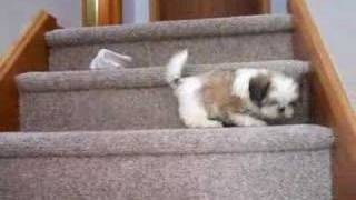 shih tzu tibets First  steps on stairs