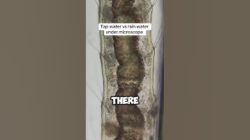 Tap Water vs Rain water under microscope!(📸: microscope.vision) #viral #shorts #trending