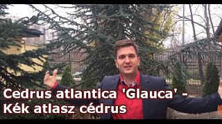 Cedrus atlantica 'Glauca' - Kék atlasz cédrus
