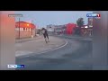 Пробежка лося по улице Алмазной в Пскове попала на видео