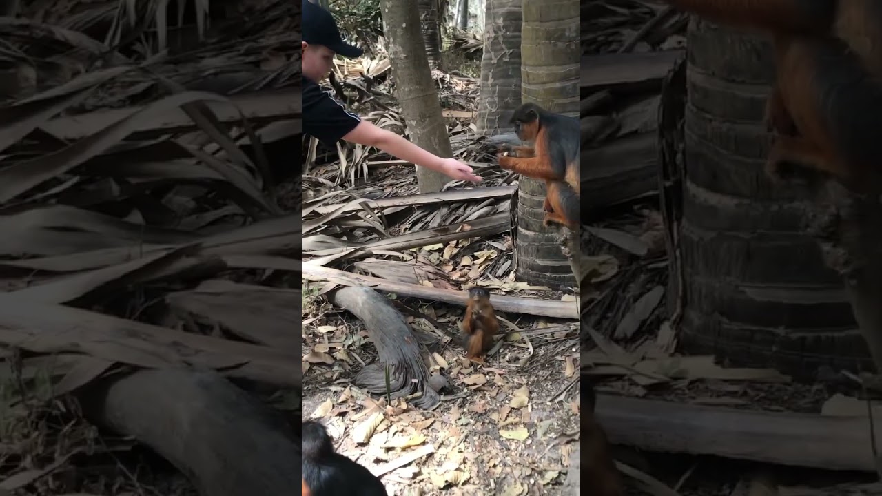 Feeding the monkeys in Africa 🙈🐒 #africa #animals #animalshorts #monkey #funny #gambia #safari