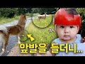 코 앞에 사슴이 나타났을 때, 예상치 못한 진돗개의 놀라운 행동