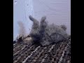 Dust Bunnies...
