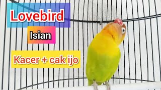 Mewah ~ Lovebird Ngekek isian Cak ijo   Kacer Ampuh Buat Masteran