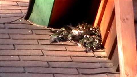 Swallow Video  May, 2013