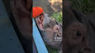 หยอกลุงคานแป๊บเดียวก็แบตหมด 😅 #hippopotamus #animals #mrhippo #zoo #cuteanimals #cute #หอมแดง #ฮิปโป