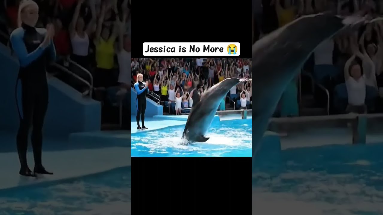 Jessica Dolphin Attack Radcliffe Orca Veo3 Explorepage