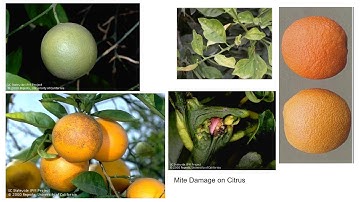 Citrus Cultivation- Pests & Diseases