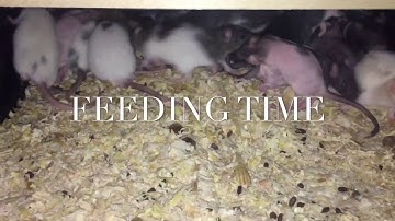 Best ball python and amazon tree boa feeding (time lapse)