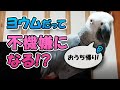 ヨウムだって不機嫌になる！
