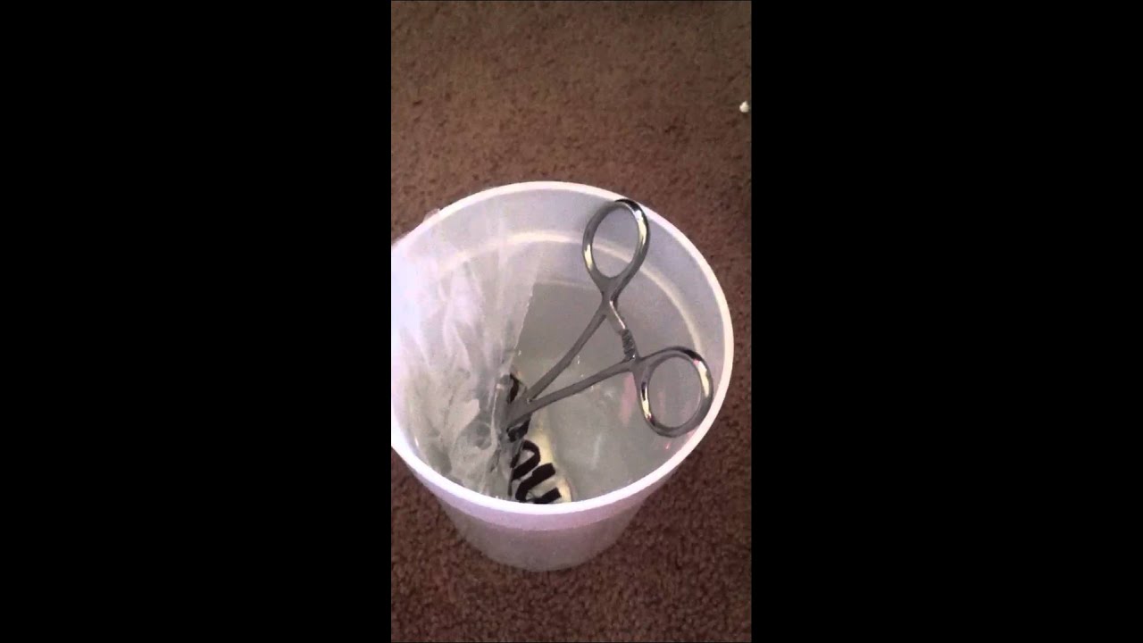 How to thaw a frozen mouse YouTube