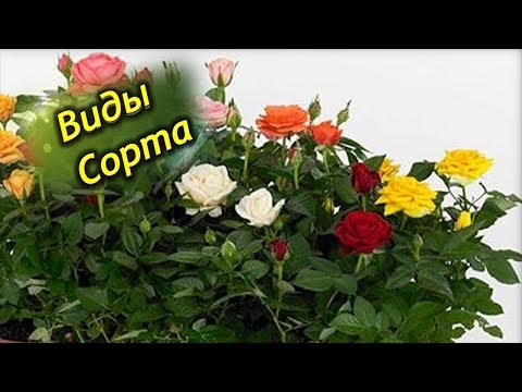 Сорта Комнатных Роз С Фото