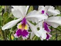 Cattleya warscewiczii / Каттлея Варшевича. Условия Для Орхидей. Добби Кусается