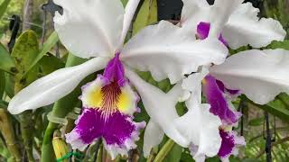 Cattleya warscewiczii / Каттлея Варшевича. Условия Для Орхидей. Добби Кусается