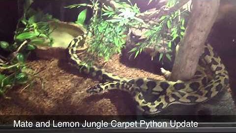 Jungle Carpet Python (Mate and Lemon) UPDATE