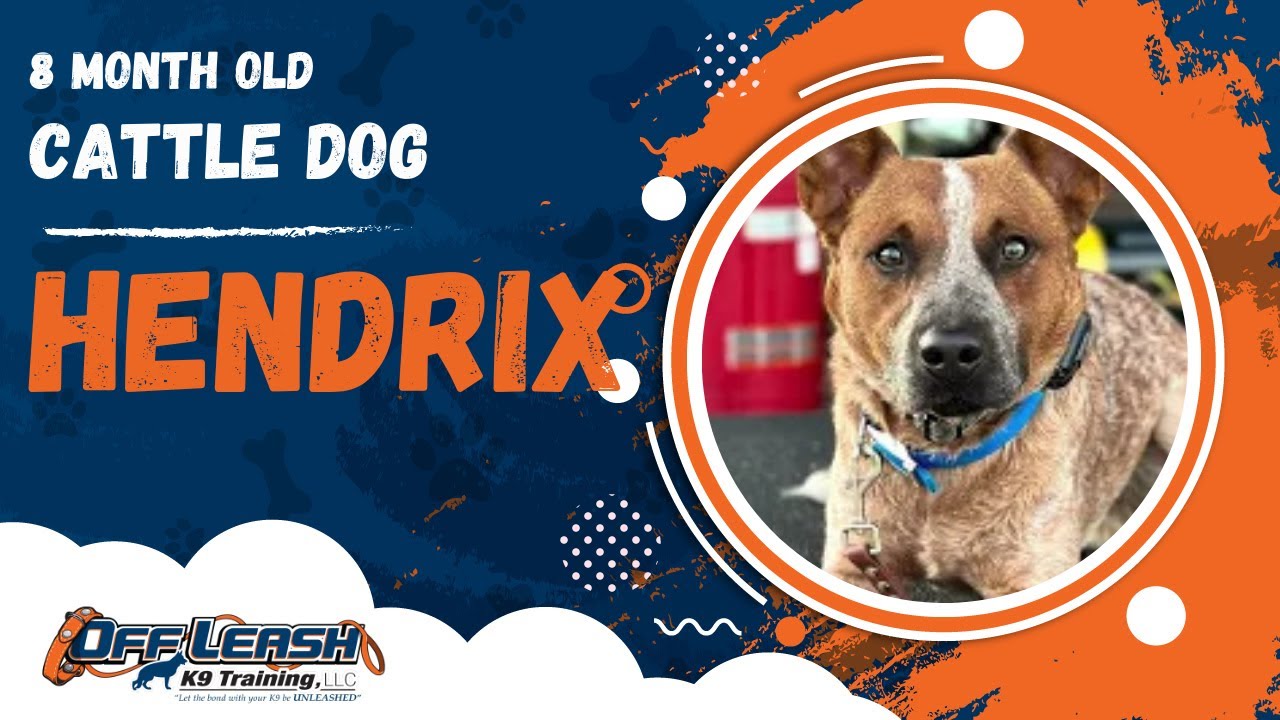 Hendrix | 8 Month Old Cattle Dog | Off Leash Cattle Dog Training, Georgia