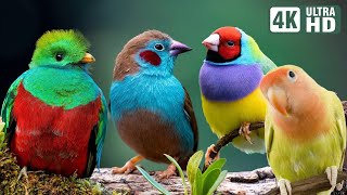 (4K) Breathtaking Colorful Birds of the Rainforest - Wildlife Nature Film + Jungle Sounds in UHD