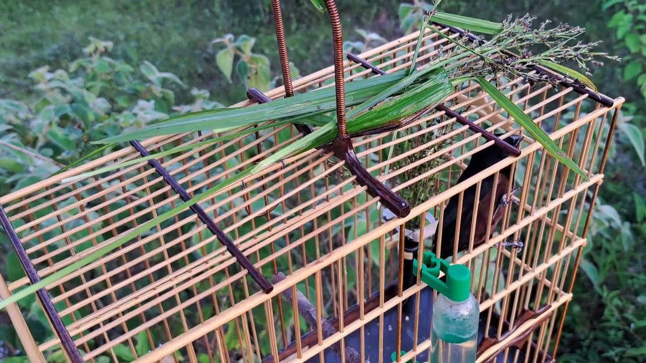 😁 dobre seu curio com esse canto e piado, direto do Pará