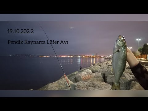 Lüfer Avı Pendik/İstanbul