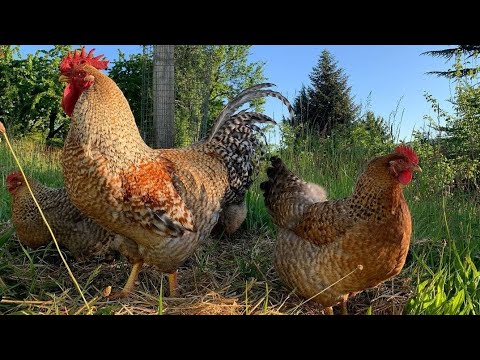 Vídeo: As galinhas bielefelder são amigáveis?
