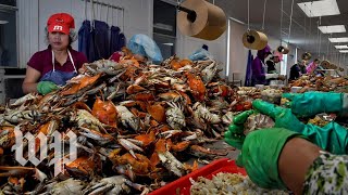 Without Visas For Foreign Workers, Marylands Crab-Picking Jobs Go Unfilled