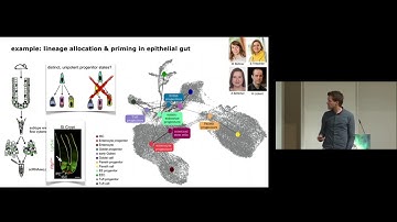Large-scale lineage and latent-space learning in single-cell genomics