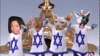 hanukkah  Meir Cat dance