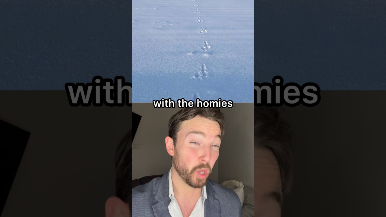 Я вижу след улитки 