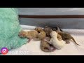 New born kitten 1 day old |persian cat new born kittens | cute cats n kittens |spa |grooming |cute