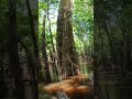 #amazonas