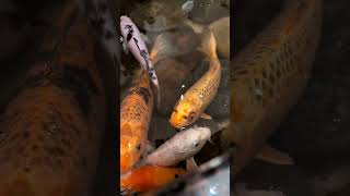 Koi Pond Zen #koi #koifish #pond #fish #asmr