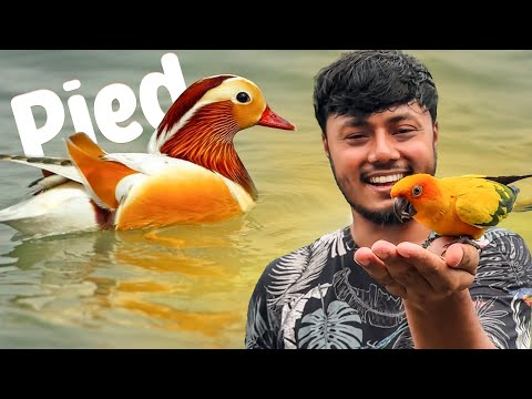 Future Plans for Mandarin Ducks | Mandarin Ducks