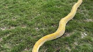 Celebrity Giant Snake In The Grass!!! Wealth