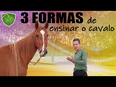 Vídeo: 3 truques simples para ensinar seu cavalo