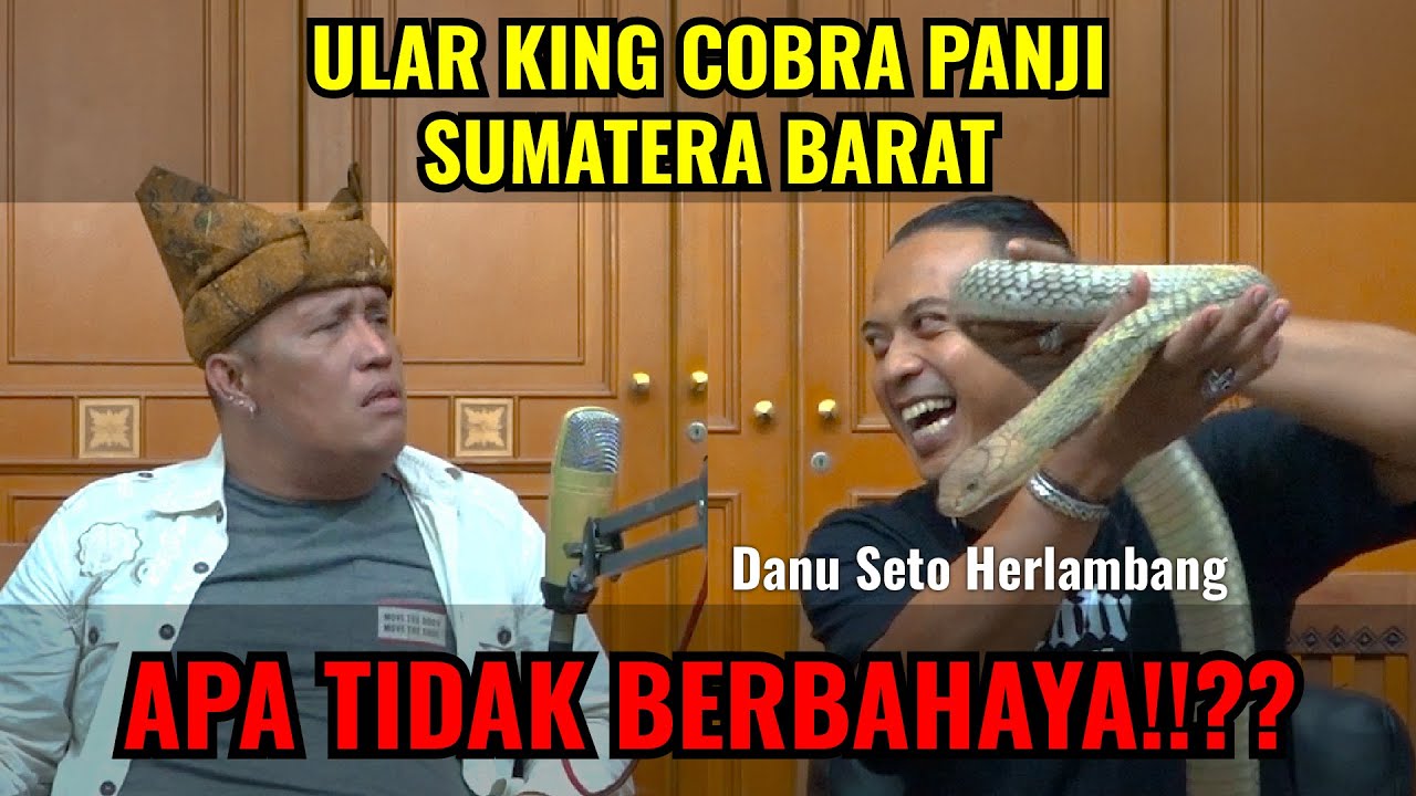 @danuthekingofficial23 KING COBRA BERBAHAYA!!?? - Danu Seto Herlambang