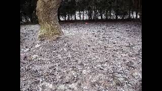 Young Holly playing in the garden in winter 2013