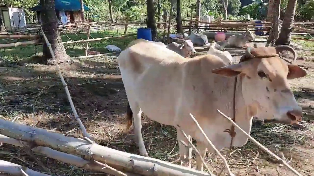 CATTLE HOUSE AND CAGE USING BAMBOO // CATTLE FARMING YouTube