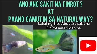 PAANO GAMUTIN ANG SAKIT NA FINROT SA GUPPIES? By @guppymnlchannel1631