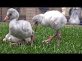 Fluffy baby flamingo chicks on the move