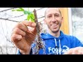 How to Grow a Fig Tree from a Cutting | Propagate Figs for your Garden